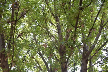 green leaves on the tree