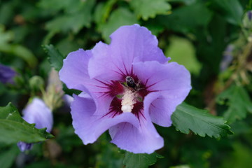 Hibiskus © ariba