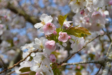 Pink and White satisfying background