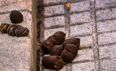 Uncollected dog poop on the sidewalk	