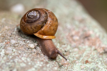 Snail on a rock