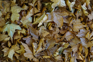 
Hojas de Platanus Hispanica en otoño.
