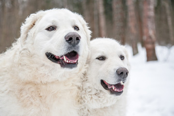 white shepherd dogs on the background of snow.dog breed the kuvasz look at the camera.
