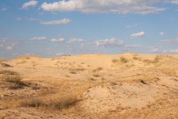Fototapeta na wymiar Sand desert landscape with some bushes on the top of dune in Oleshky Sands, Kherson region, Ukraine. The biggest desert in Europe. Yellow sand and sunny blue sky