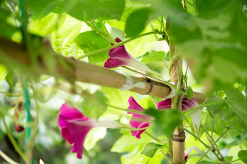 満開のアサガオ