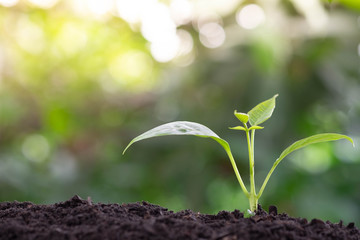 Plant grow sequence and agriculture with morning sunlight and bokeh green blur background....
