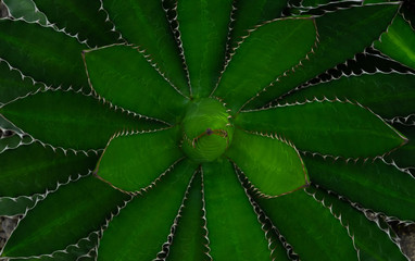 Close-up of Agave univittata plants dark green leaves. Abstract natural green leaf wallpaper pattern texture background. 