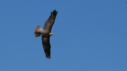 Éste milano negro fue tomada en el Parque de la Naturaleza de Cabárceno, Cantabria, España.