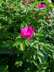 pink rose in garden