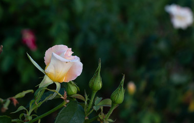 Semi-open pale pink tea rose bud on a natural background with bokeh effect.