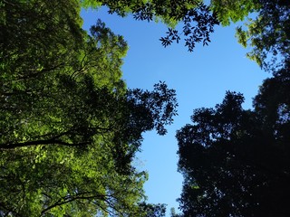 樹木の中の小さな青空