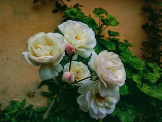 bouquet of roses in the garden