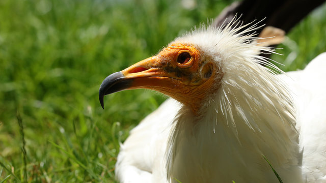 &Eacute;ste alimoche fue fotografiado en el Parque de la Naturaleza de Cab&aacute;rceno, Cantabria, Espa&ntilde;a.