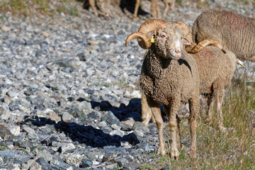 A ram with big hrons on the path