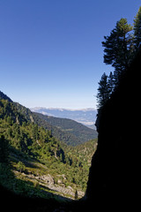 Tree on top of a cliff in the shadow