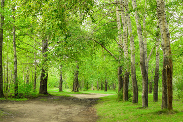 Beautiful sunny day in the forest. Road in the birch forest.