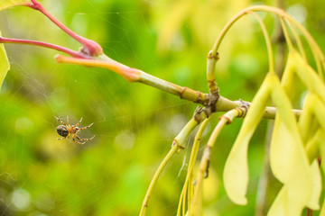 Spider weaves a web. Focus on the main subject. Blurred background.