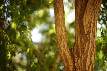 Willow curly tree with green leaves. Summer day with warm sunlight and art bokeh