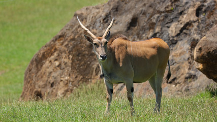 Éste Eland fue fotografiado en el Parque de la Naturaleza de Cabárceno, Cantabria, España. 