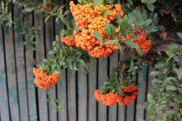 Exotic pyracantha decorative bush with orange berries on old fence background

