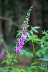 Foto von Fingerhüte, Fingerhut im Wald. Fingerhut ist giftig und gibt es in verschiedene Farben.
