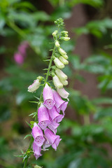 Foto von Fingerhüte, Fingerhut im Wald. Fingerhut ist giftig und gibt es in verschiedene Farben.
