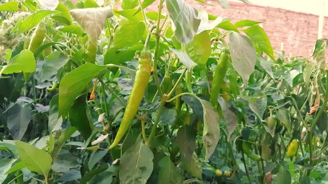 Organic green peppers growing in the garden