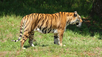 Éste Tigre de Bengala fue fotografiado en el Parque de la Naturaleza de Cabárceno, Cantabria, España.