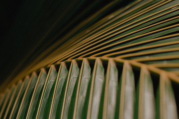 palm tree leaf texture