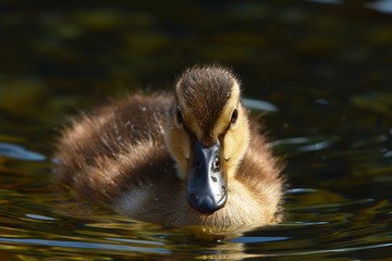 duck in water