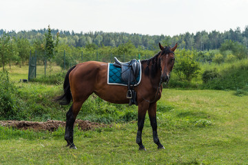 Beautiful horse with saddle in nature