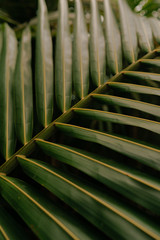 Obraz na płótnie Canvas tropical palm tree leaf