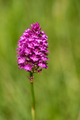 Obraz premium Beautiful pyramidal orchid, Anacamptis pyramidalis, blooming in Saaremaa, Estonia in the summer, in the end of June