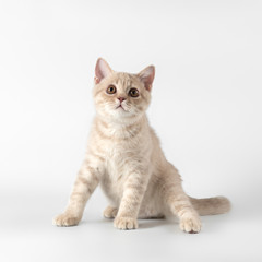 British shorthair kitten on the studio background