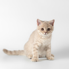 British shorthair kitten on the studio background