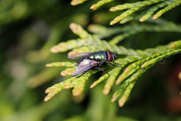 Eine Nahaufnahme von einer Fliege auf einer Pflanze. 