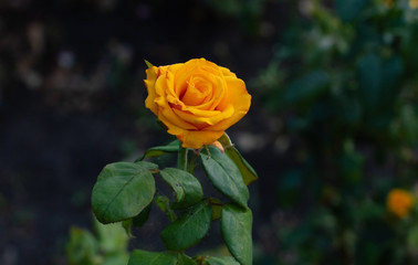 The bright yellow rose on a natural background with bokeh effect.