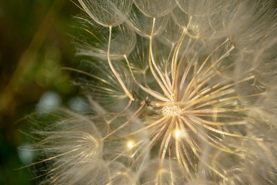 Close up view in the mid of dandelion