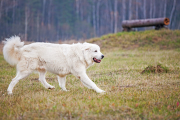 a white dog runs across the grass.Maremma autumn in the Park.The dog is in motion