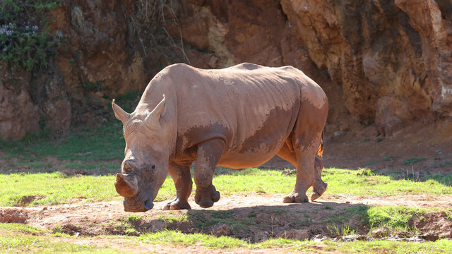 &Eacute;ste Rinoceronte Blanco fue fotografiado en el Parque de la Naturaleza de Cab&aacute;rceno, Cantabria, Espa&ntilde;a.