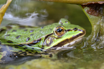 Eine Aufnahme von einem grünen Teichfrosch am Rand eines Gewässers.