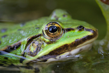 Eine Aufnahme von einem grünen Teichfrosch am Rand eines Gewässers.
