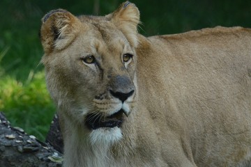 lion in the grass