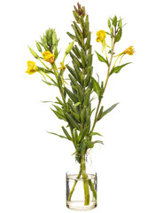 Oenothera biennis (common evening-primrose or evening star) in a glass vessel on a white background