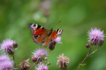 Fototapeta na wymiar Portrait, eine Nahaufnahme eines Tagpfauenauges Schmetterling auf einer Pflanze. 