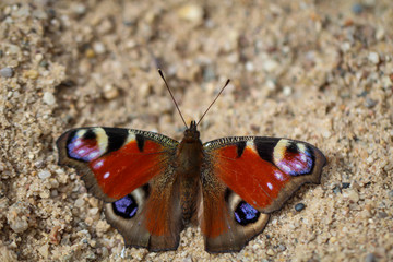 Portrait, eine Nahaufnahme eines Tagpfauenauges Schmetterling auf einer Pflanze.
