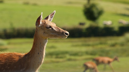 Éste gamo fue fotografiado en el Parque de la Naturaleza de Cabárceno, Cantabria, España.