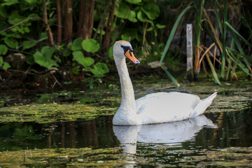 Ein Portrait eines schönen weißen Höckerschwan im Wasser.
