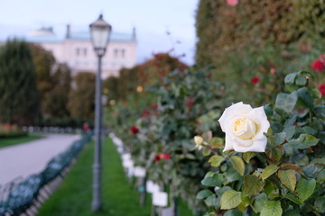 Rose in Wien