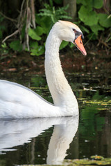 Ein Portrait eines sch&ouml;nen wei&szlig;en H&ouml;ckerschwan im Wasser.
